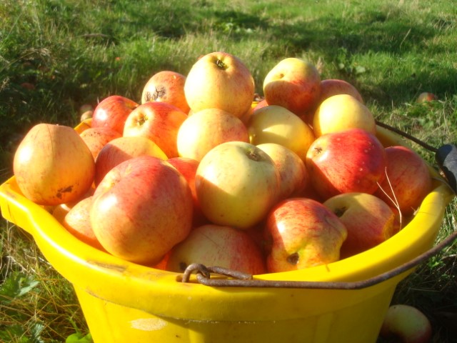 Bucket of apples